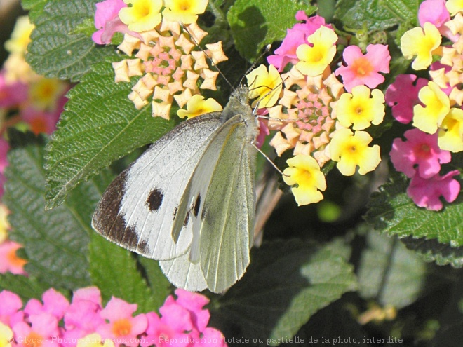 Photo de Papillon