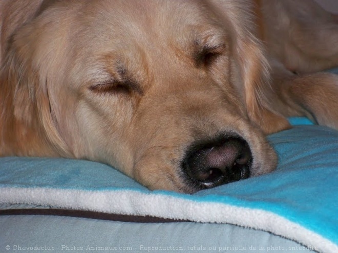 Photo de Golden retriever