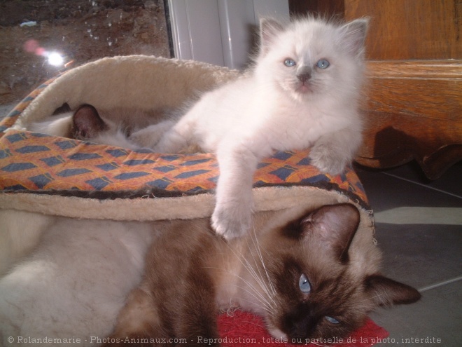 Photo de Ragdoll