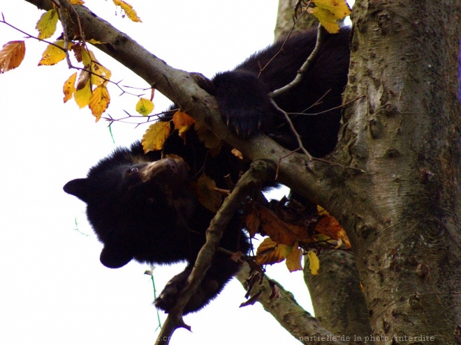 Photo d'Ours