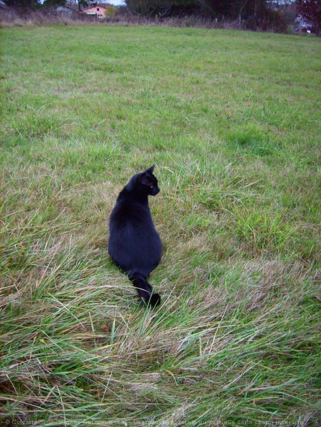 Photo de Chat domestique