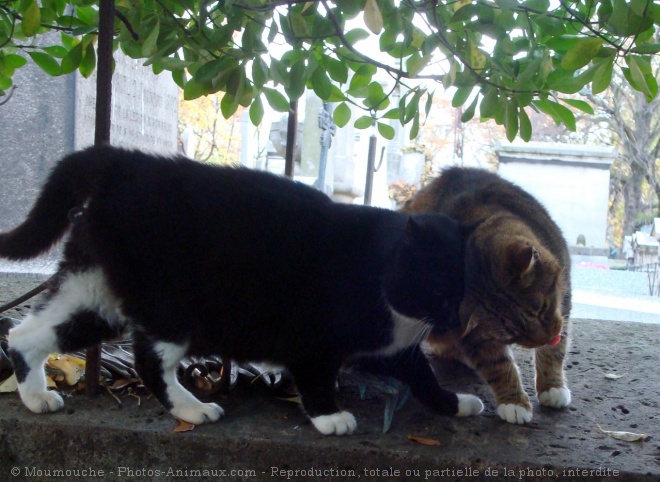 Photo de Chat domestique