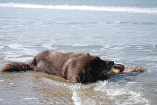 Photo de Dogue du tibet