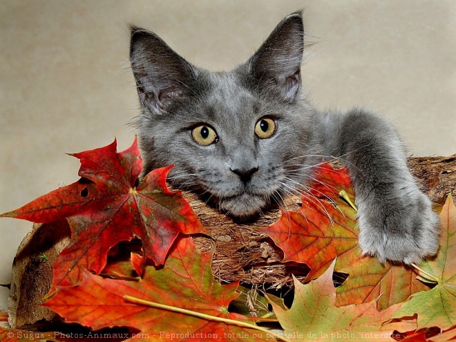 Photo de Maine coon