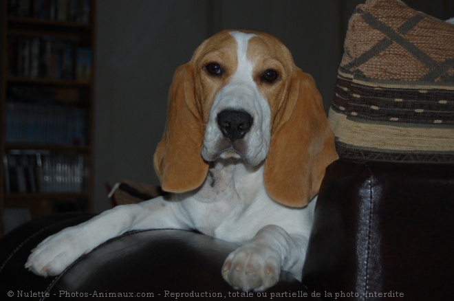 Photo de Beagle