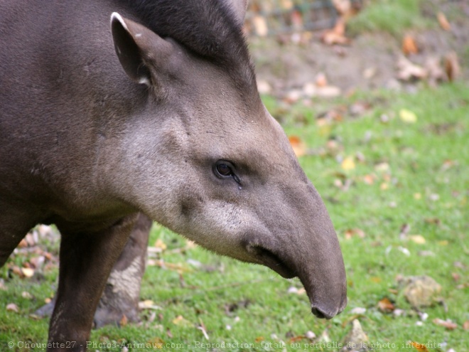 Photo de Tapir