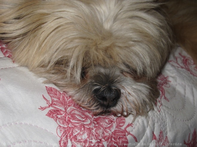 Photo de Lhassa apso