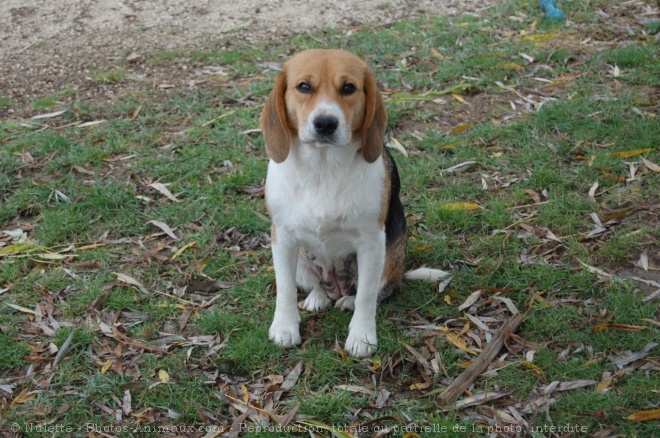 Photo de Beagle