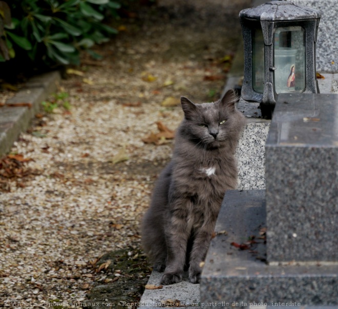 Photo de Chat domestique