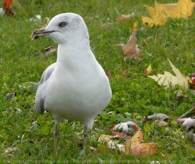 Photo de Goeland