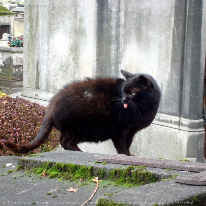 Photo de Chat domestique