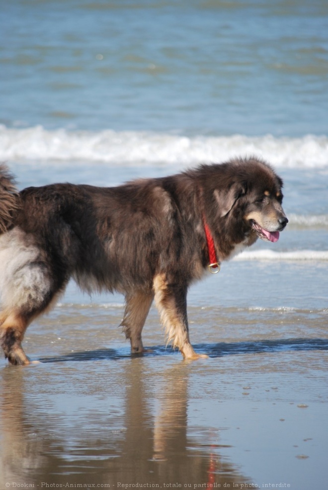 Photo de Dogue du tibet