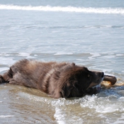 Photo de Dogue du tibet