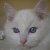 Photo de Ragdoll