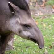 Photo de Tapir