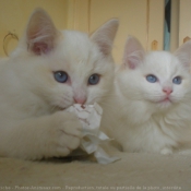 Photo de Ragdoll