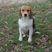 Photo de Beagle