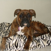 Photo de Boxer