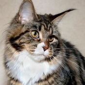 Photo de Maine coon