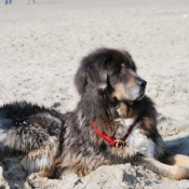 Photo de Dogue du tibet