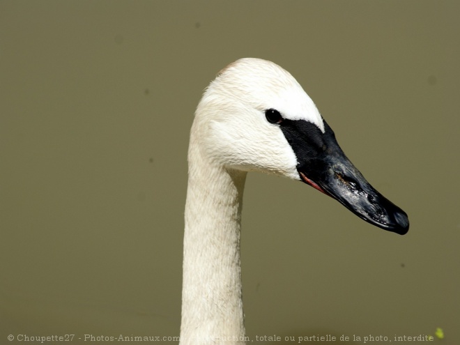 Photo de Cygne