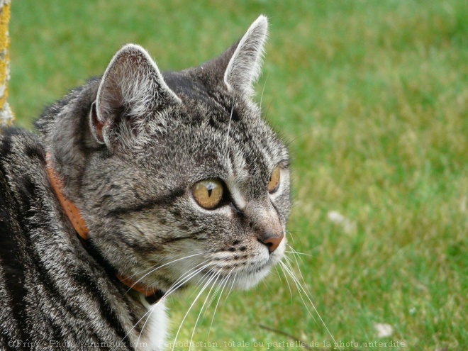 Photo de Chat domestique