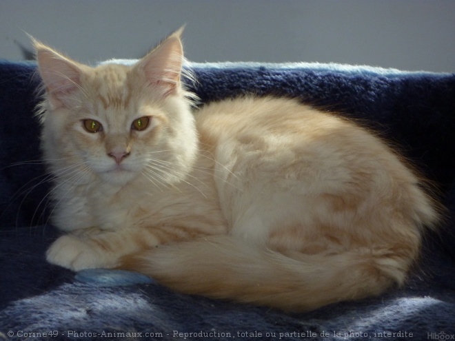 Photo de Maine coon