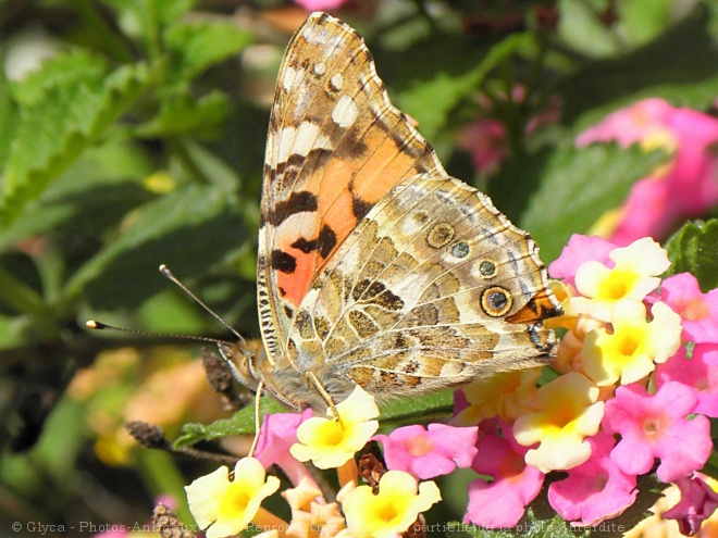 Photo de Papillon