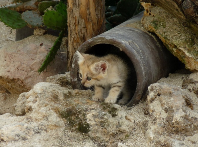 Photo de Chat des sables