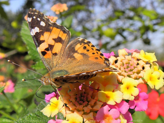 Photo de Papillon