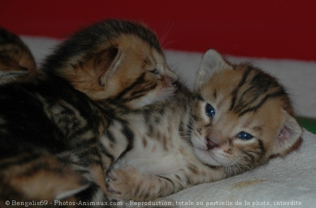 Photo de Bengal