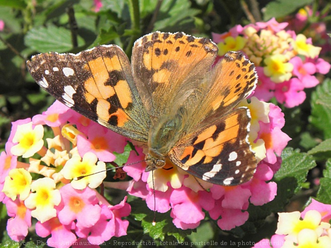 Photo de Papillon