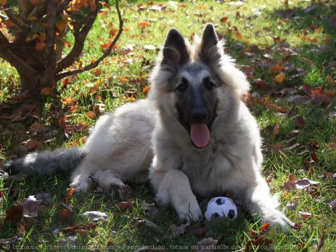 Photo de Berger belge tervueren