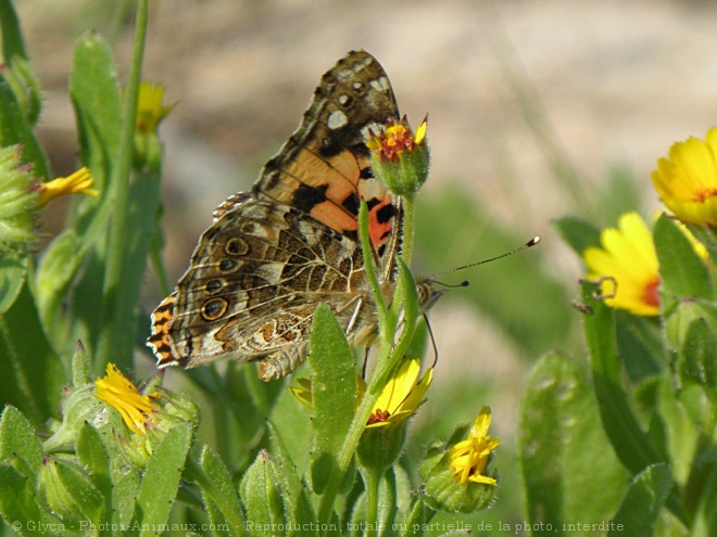 Photo de Papillon