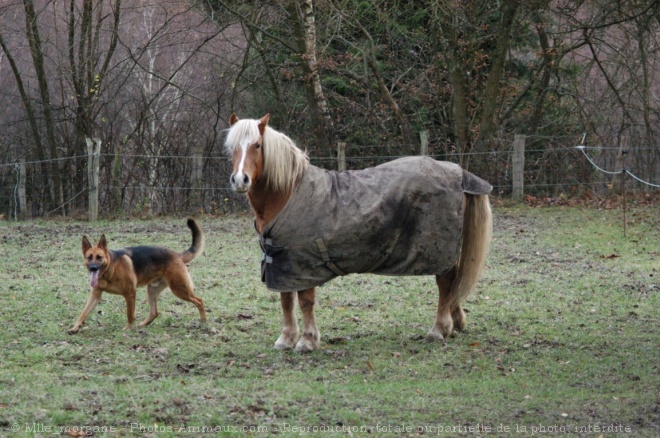 Photo de Haflinger