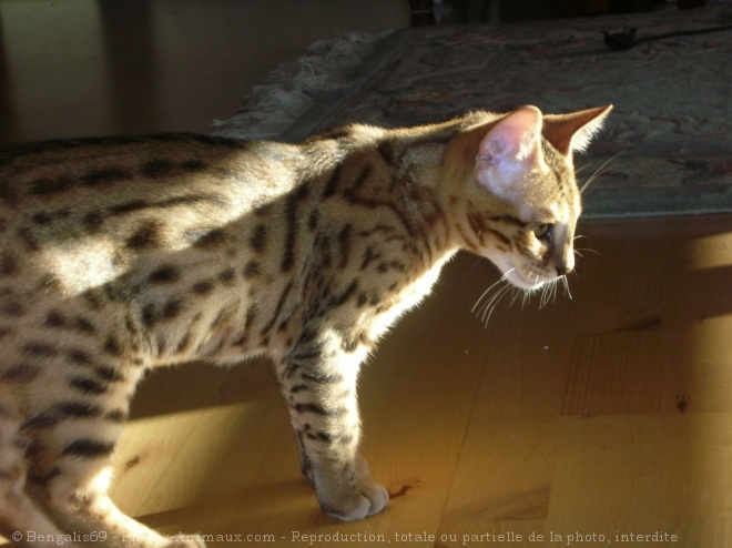 Photo de Bengal