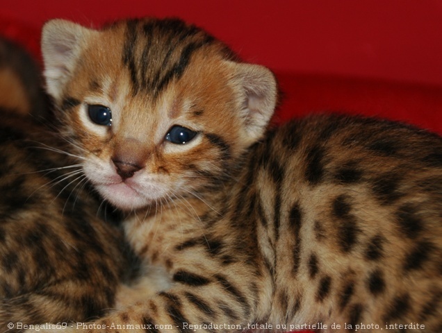 Photo de Bengal