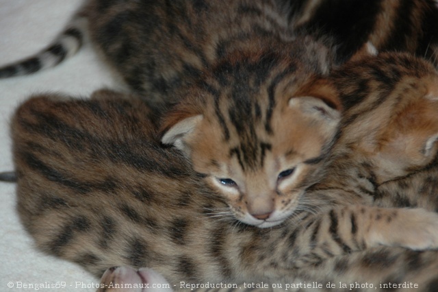 Photo de Bengal