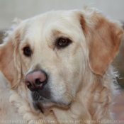 Photo de Golden retriever