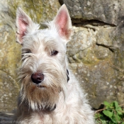 Photo de Scottish terrier