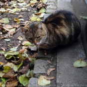 Photo de Chat domestique