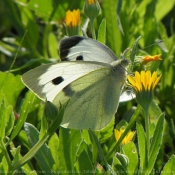 Photo de Papillon