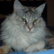 Photo de Maine coon