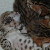 Photo de Bengal