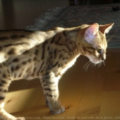 Photo de Bengal