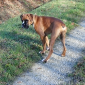 Photo de Boxer