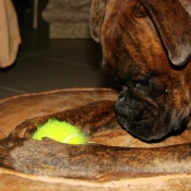 Photo de Boxer