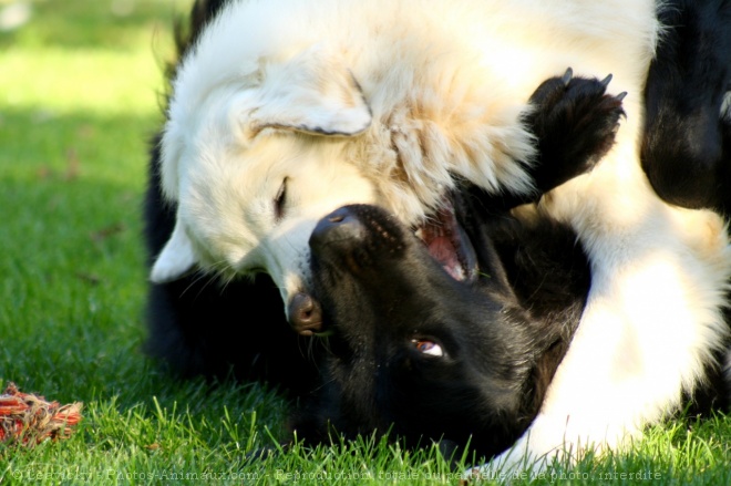 Photo de Races diffrentes