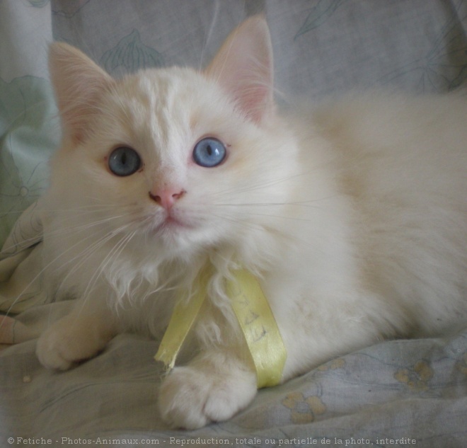 Photo de Ragdoll