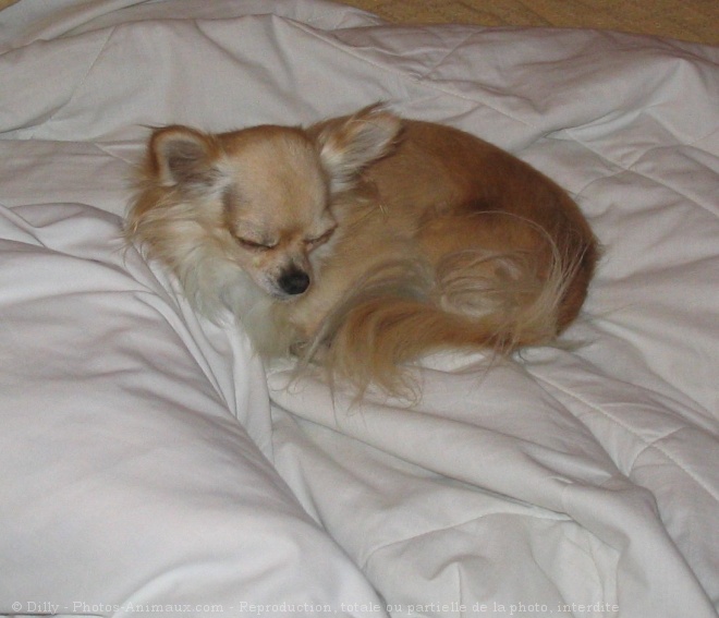 Photo de Chihuahua  poil long